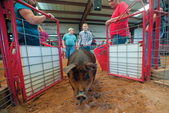 Ty Robinson leads his pig from the arena at the Bi-County Fair in Prewitt Sunday.  © 2011 Gallup Independent / Adron Gardner 